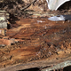 Evidence of the Armillaria gallica fungus on a scrap of wood.